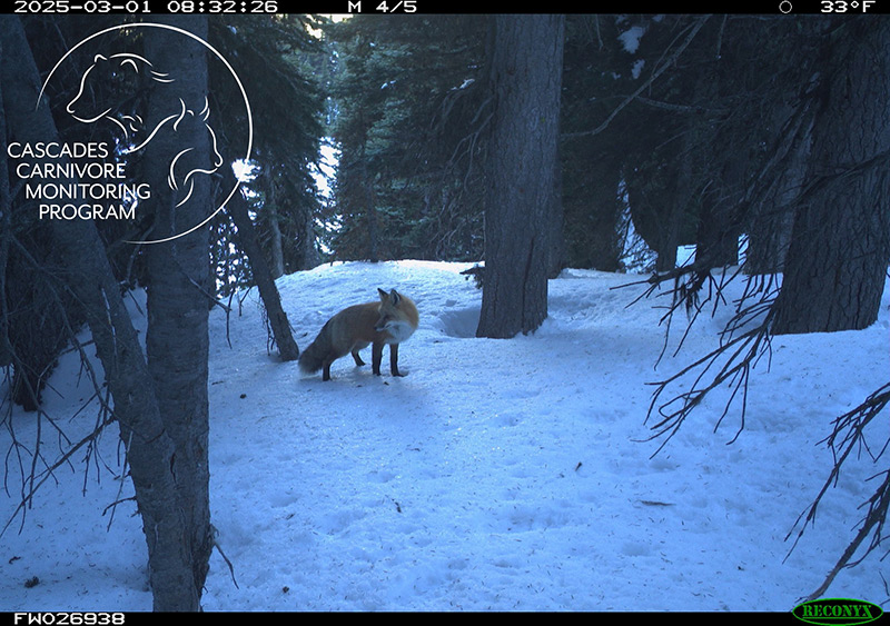 A red fox stands in a snowy forest clearing, surrounded by tall trees. The image is from a wildlife camera and includes the Cascades Carnivore Monitoring Program logo in the top left corner.