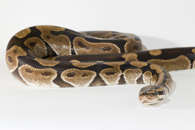 A ball python snake with brown, tan, and black markings is lying on a white surface, facing slightly toward the camera.