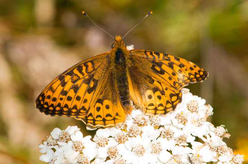 A close-up of an orange and black patterned butterfly with its wings spread open, resting on a cluster of small white flowers. The background is blurred greenery.