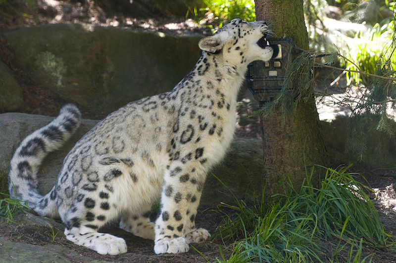 A snow leopard sits on the ground, biting a camera that is attached to a tree trunk, surrounded by grass and rocks in a sunlit outdoor setting.