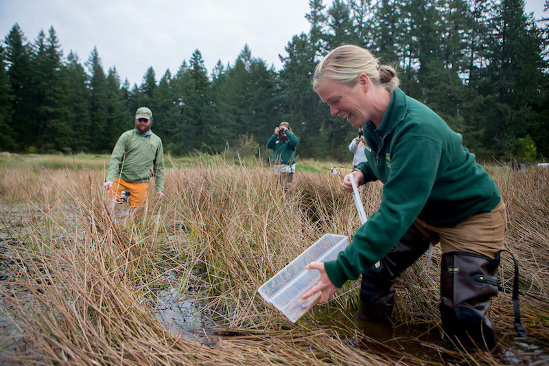 A woman in waders releases frogs from a plastic container in a grassy wetland, while two other people observe and take photos in the background. Pine trees are visible behind them under a cloudy sky.