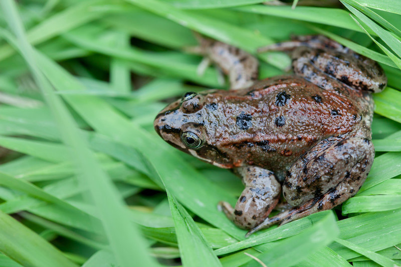A brown and black spotted frog sits on bright green grass, blending in with its surroundings.