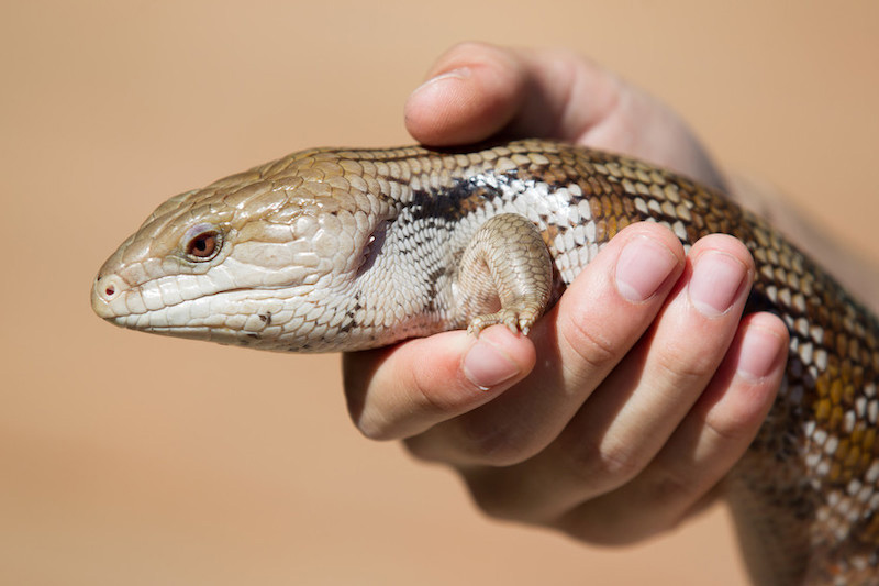 A person gently holds a brown and beige lizard with smooth scales and short legs in their hand, against a blurred tan background.