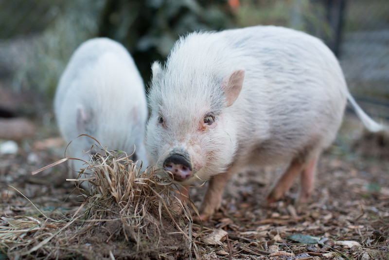 Two small, light-colored pigs stand outdoors on dirt and leaves, with one pig sniffing a pile of dry grass in the foreground and the other pig slightly behind.