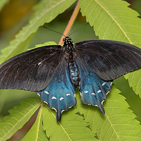 A black and blue butterfly with white spots rests on a green, serrated leaf. Its wings are spread open, displaying a gradient from black to vibrant blue.