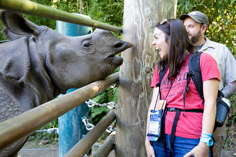 A woman smiles excitedly as a rhinoceros comes close to her at a zoo, with a man and a zookeeper standing nearby. The scene is outdoors with trees and wooden fences in the background.