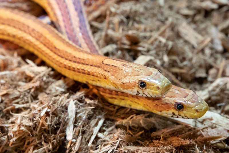 Two orange and yellow snakes lie on a bed of brown wood chips, with both heads facing forward and their eyes visible.