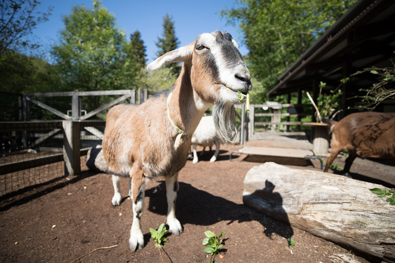 A brown and white goat with a beard stands on dirt near a wooden fence, chewing leafy greens, with trees and a barn in the background on a sunny day.