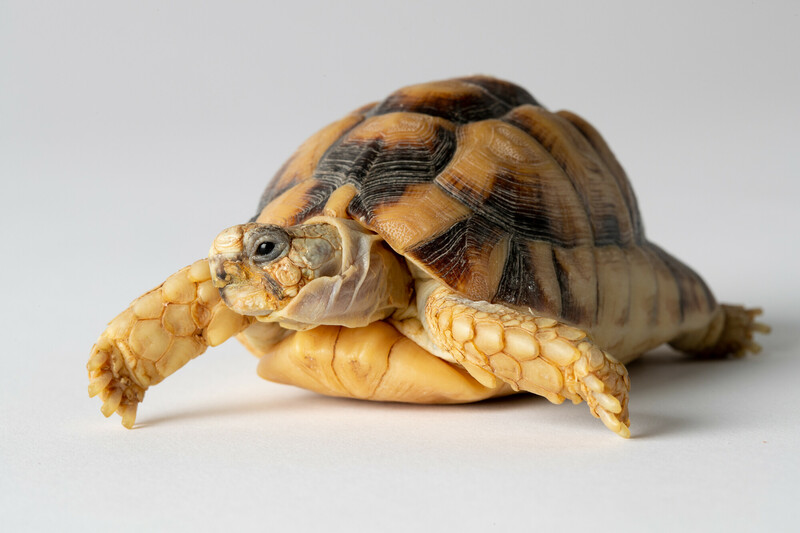 A close-up of a brown and yellow tortoise walking on a white surface against a plain white background.