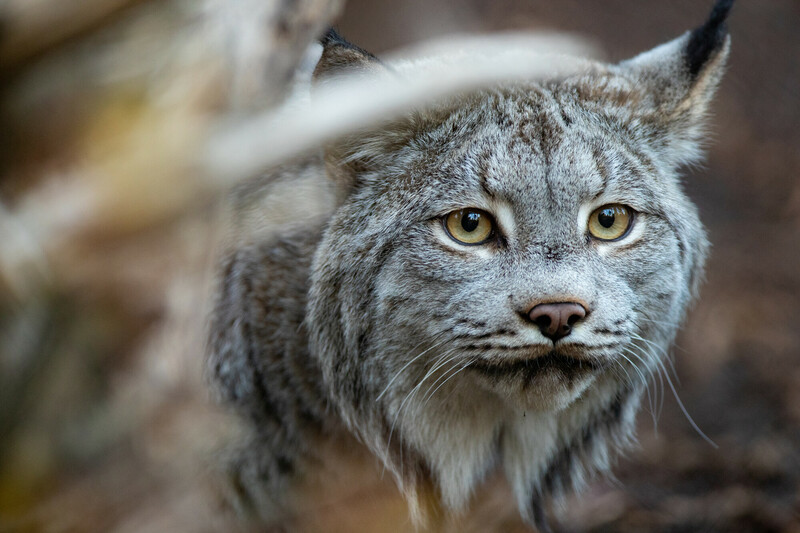 A close-up of a Canada lynx with thick gray fur and yellow eyes, looking intently forward in a natural outdoor setting. Some blurred foliage is visible in the foreground.