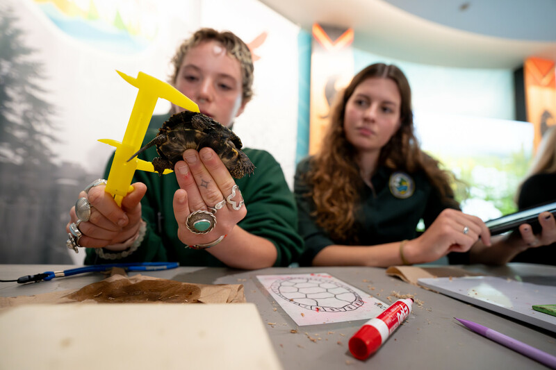 Two young women sit at a table; one measures a small turtle with calipers while the other observes. Papers, a marker, and a drawing of a turtle shell are on the table in front of them.