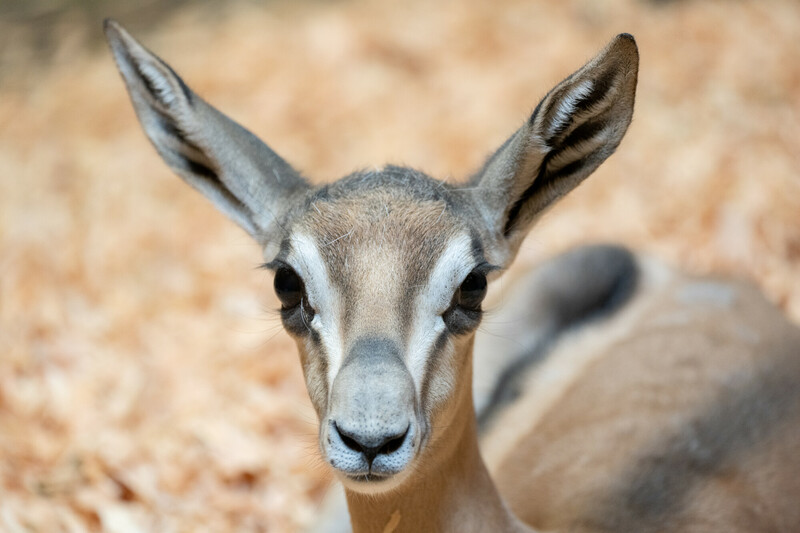 A close-up of a young gazelle lying down, looking directly at the camera with large, alert ears and big dark eyes. The background is softly blurred in warm, light tones.
