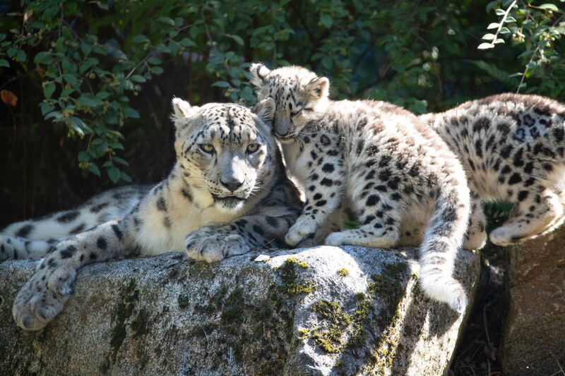 A snow leopard lies on a sunlit rock while two cubs, one nuzzling the adult, rest beside it. Green foliage fills the background, creating a natural habitat scene.
