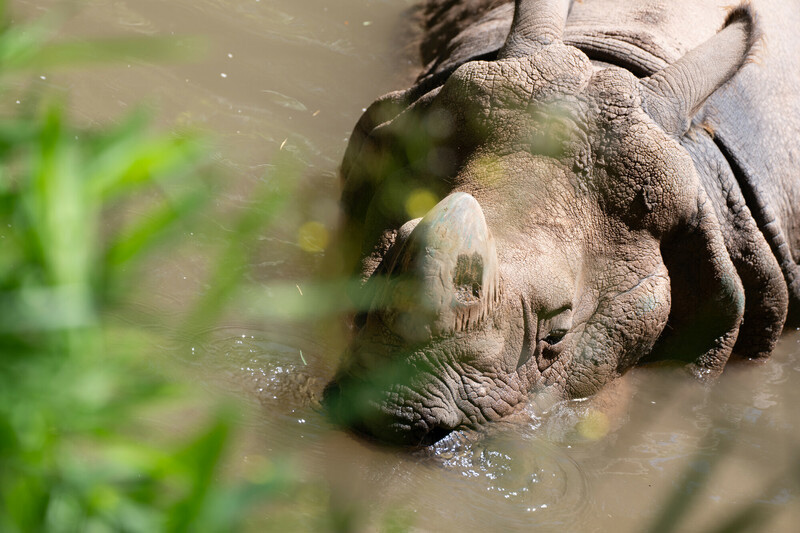 A close-up of a rhinoceros partially submerged in muddy water, with green foliage in the foreground and light reflecting on the water’s surface.