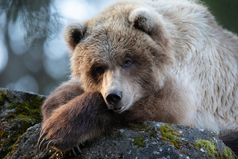 A brown bear rests its head on its paw while lying on a mossy rock, gazing calmly at the camera with a relaxed expression.