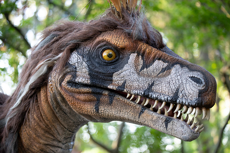 A realistic model of a feathered dinosaur with sharp teeth, yellow eyes, and brown striped skin, set outdoors with green trees in the background.