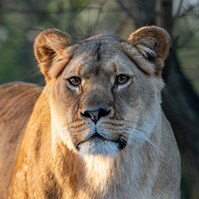 A close-up of a lioness standing outdoors, facing the camera with a calm, alert expression. Her light brown fur and focused eyes are clearly visible, with blurred trees in the background.
