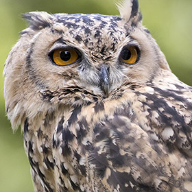 Close-up of an owl with striking yellow-orange eyes and mottled brown and cream feathers, looking slightly to the side against a blurred green background.