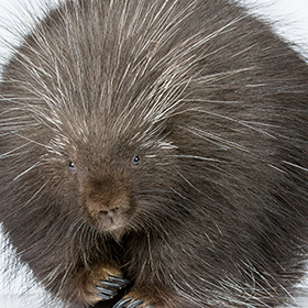 A close-up of a porcupine with dark brown fur and sharp, white-tipped quills standing out in all directions, facing the camera against a plain background.