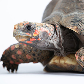 Close-up of a tortoise with a brown, patterned shell and orange spots on its legs and face, against a plain white background.