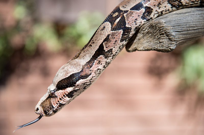 A close-up of a brown and black boa constrictor with its tongue extended, coiled around a tree branch, with a blurred background.