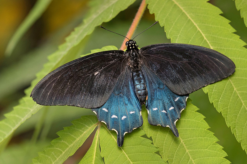A black and blue butterfly with white spots on its wings rests on green, serrated leaves. The butterflys wings are spread open, showing their vivid colors and patterns.
