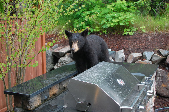 A black bear cub stands on a stone outdoor kitchen countertop near a silver grill, surrounded by green foliage and wet surfaces, suggesting recent rain.