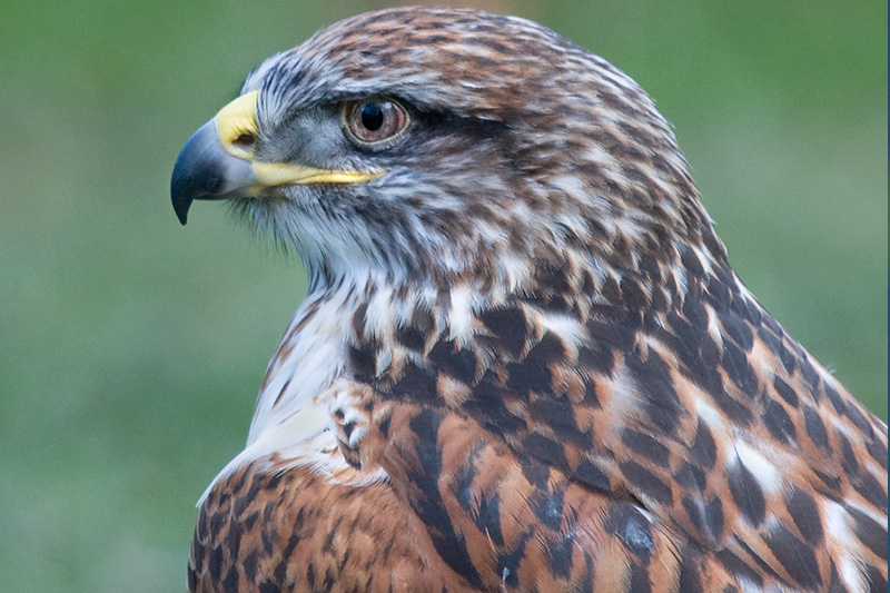 Close-up of a hawk with brown and white patterned feathers, a sharp yellow and black beak, and keen eyes, set against a blurred green background.