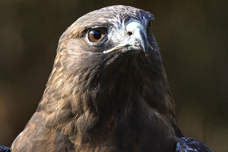 Close-up of a brown hawk with sharp features, intense brown eyes, and a curved beak, facing slightly to the right against a dark blurred background.