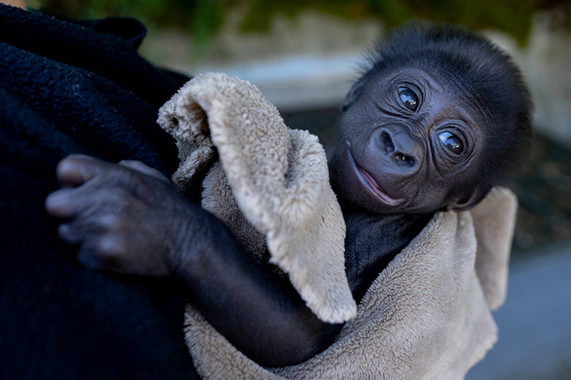 A baby gorilla wrapped in a soft beige blanket looks up with wide eyes and a curious expression, being gently held by a person wearing a dark coat.