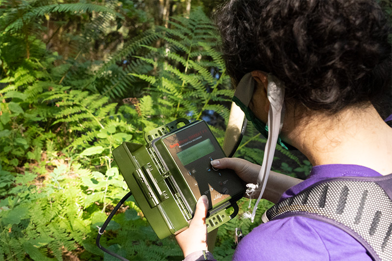 A person in a purple shirt uses a handheld electronic device in a lush, green forest, surrounded by ferns and sunlight filtering through the trees.