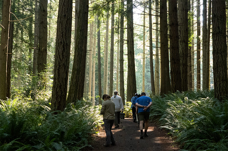 A group of people walk along a dirt path through a dense forest with tall trees and lush green ferns, sunlight streaming through the branches.