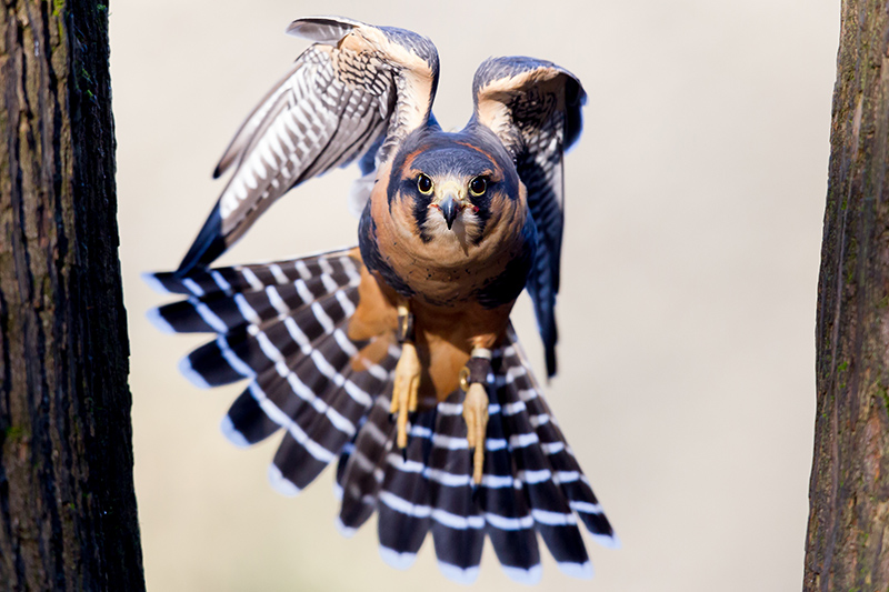 A hawk with brown and white feathers spreads its wings wide while flying between two tree trunks, staring directly at the camera with sharp yellow eyes.