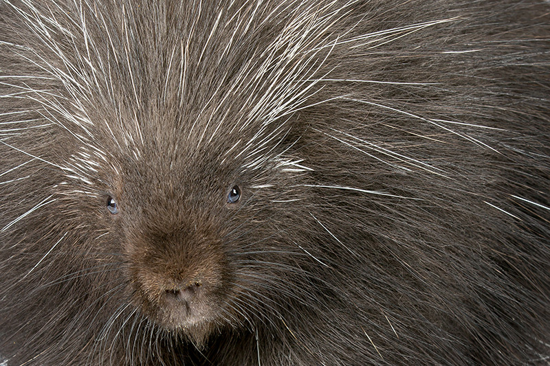 Close-up of a porcupine’s face, showing its dark brown fur and long, sharp, white-tipped quills radiating outward. The porcupine’s small black eyes and nose are visible in the center of the image.