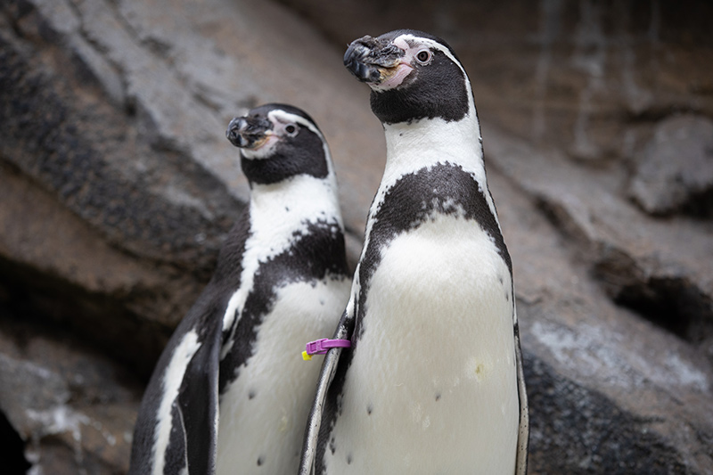Two black and white penguins stand in front of a rocky background. Both are facing slightly to the right.