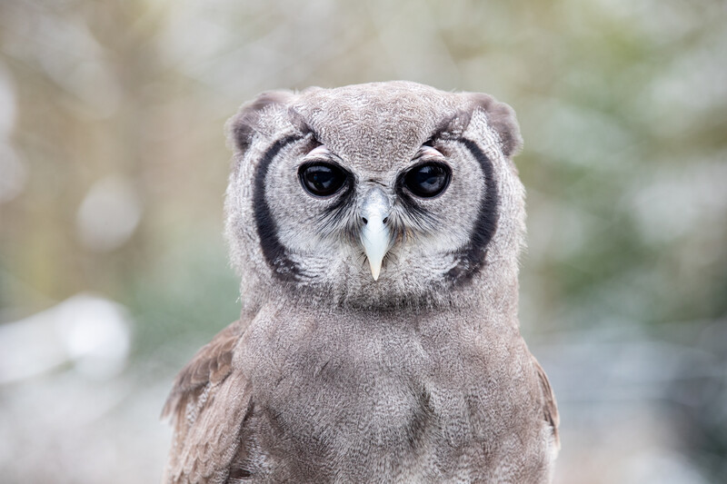A close-up of a brown and gray owl with large dark eyes and distinct black facial markings, facing the camera against a blurred natural background.