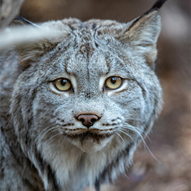 A close-up of a Canada lynx with thick, grayish fur, tufted ears, and pale yellow eyes, looking directly at the camera. The background is blurred with earthy tones.