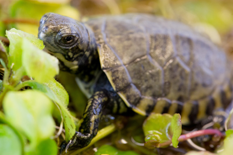 A close-up of a small turtle with a dark, textured shell crawling through green leaves and plants. The turtles head is partially raised and its front leg is visible among the foliage.