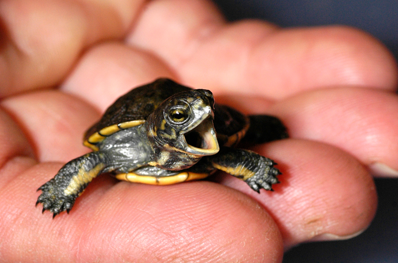 A tiny turtle with its mouth open sits on a persons palm, its front legs spread wide. The turtles shell and skin are brown with yellow markings.