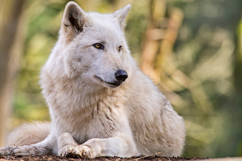 A white wolf with thick fur lies on the ground, looking to the side. The background is blurred with green and brown shades, suggesting a forest environment.