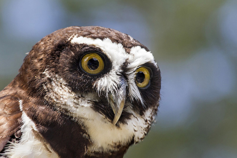 Close-up of a spectacled owl with striking yellow eyes, brown and white facial markings, and a sharp beak, set against a blurred outdoor background.