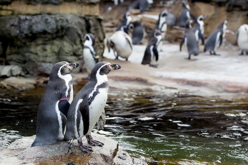 Two penguins stand on a rock near water. More penguins walk and gather on rocky terrain in the background.