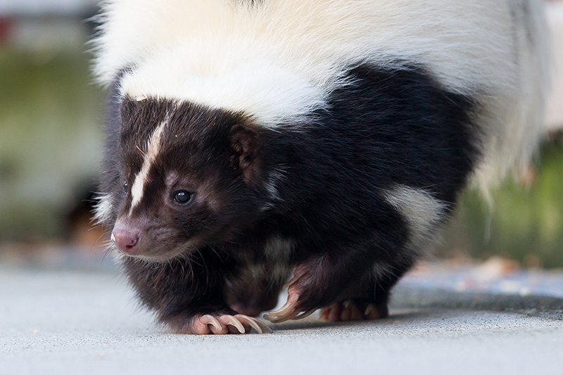 A close-up of a skunk walking on a concrete surface, showing its black fur with white stripes and pink nose, looking slightly to the side.