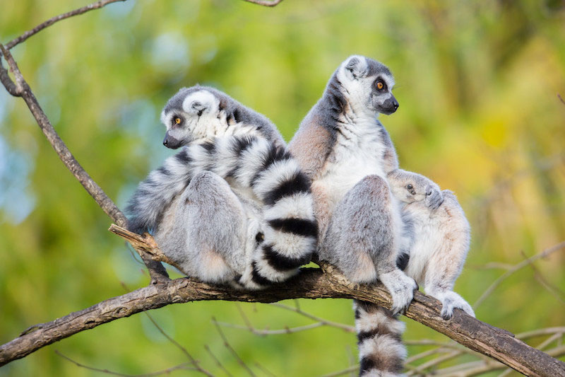 Two ring-tailed lemurs sit on a tree branch facing opposite directions. The background is blurred greenery.