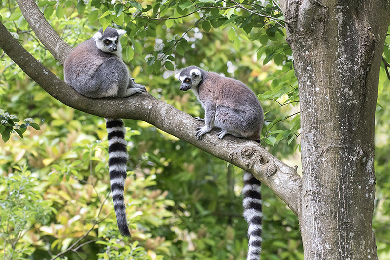 Two ring-tailed lemurs sit on a tree branch, facing the camera. Their long, striped tails hang down, and green foliage fills the background.