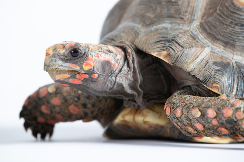 A close-up of a red-footed tortoise on a white background, showing its textured shell, scaly legs, and distinctive red and orange markings on its face and limbs.