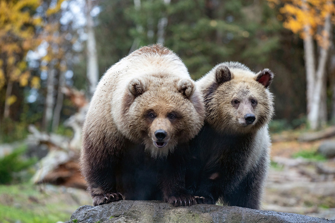 Two brown bears stand side by side on a rock, looking toward the camera with a forest of trees and autumn leaves in the blurred background.