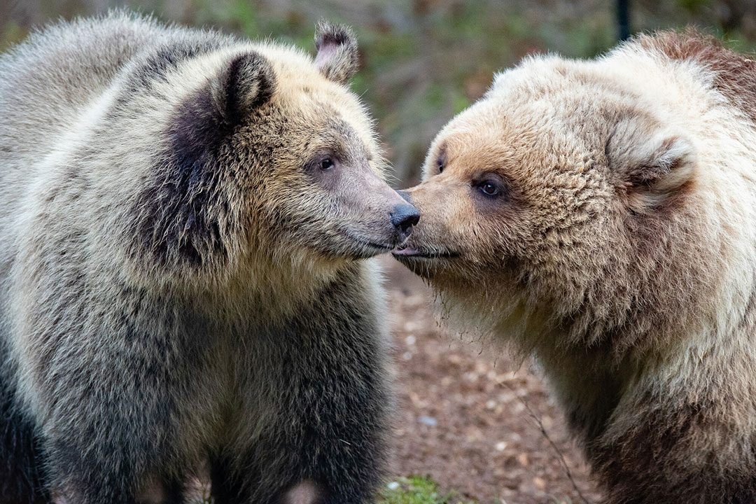 Two brown bears are standing close together, touching noses in a forested area, appearing to interact gently with each other.