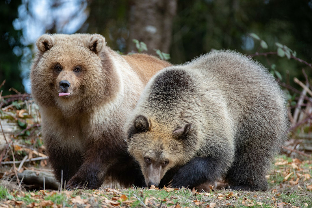 Two brown bears are standing on the forest floor. One bear is looking up with its tongue slightly out, while the other bear is sniffing or eating something on the ground among leaves and branches.
