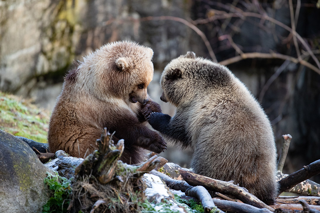 Two brown bear cubs sit facing each other on the ground, touching paws playfully among branches and patches of snow, with a blurred natural background.